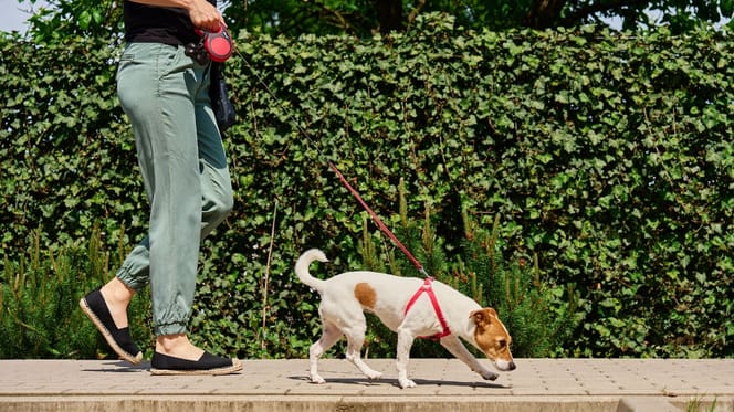 Un chien se promène en ville