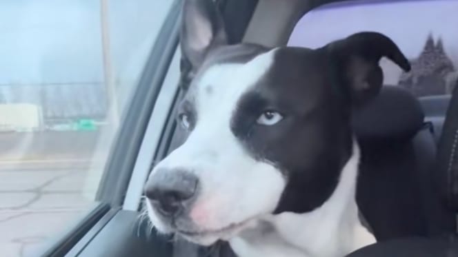 Un cane si sveglia in un'auto diretta dal veterinario