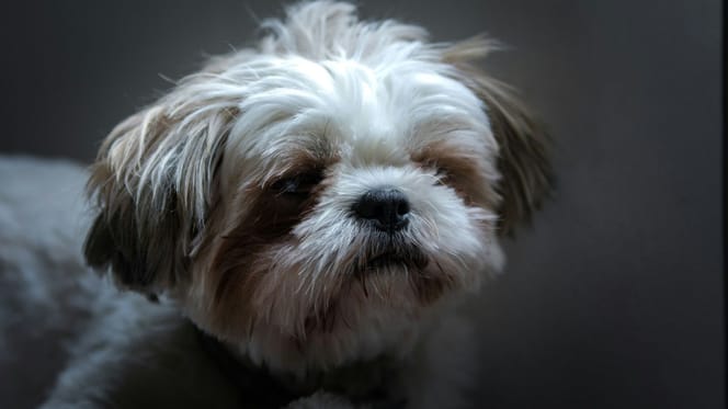 Un chien Shih Tzu