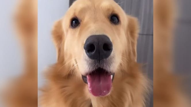 Een lachende hond