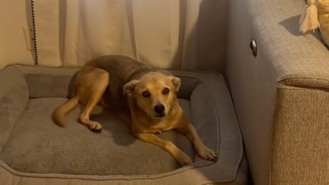 Un chien sur un canapé