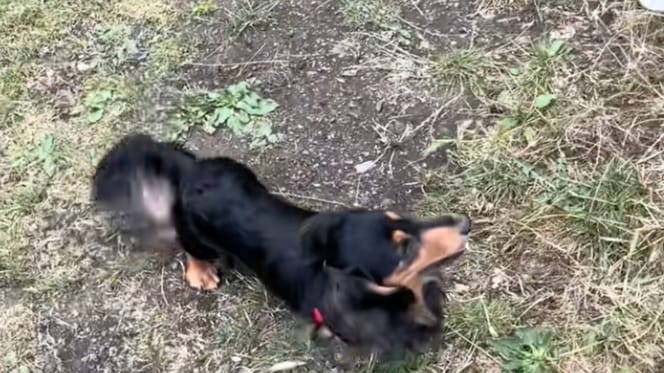 A Dachshund dog in a garden