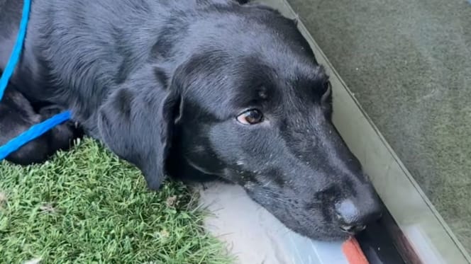 Ein trauriger Hund im Tierheim