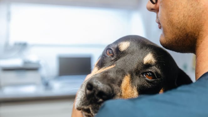 Un chien triste qui va chez le vétérinaire