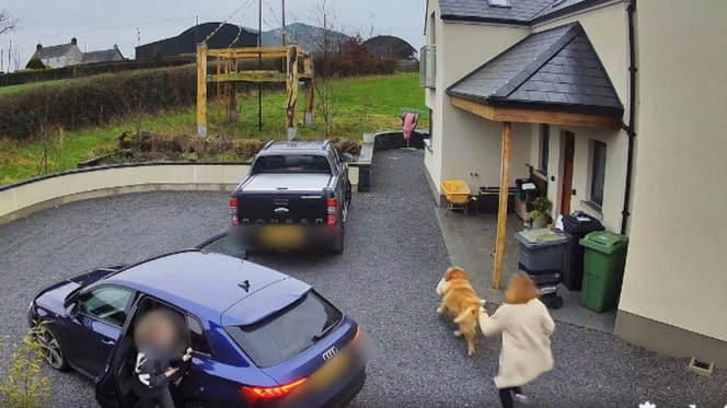 Een hond steelt een kalkoen