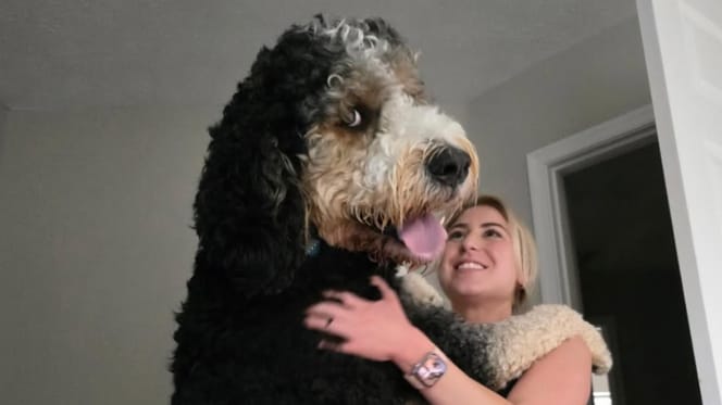 Ein wirklich riesiger Hund