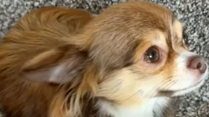 Un Chihuahua