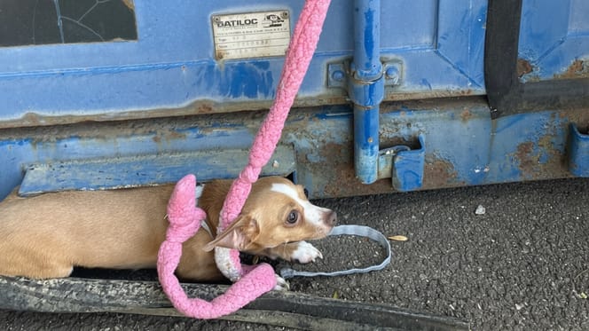 Un chihuahua abandonado en plena ola de calor sin agua