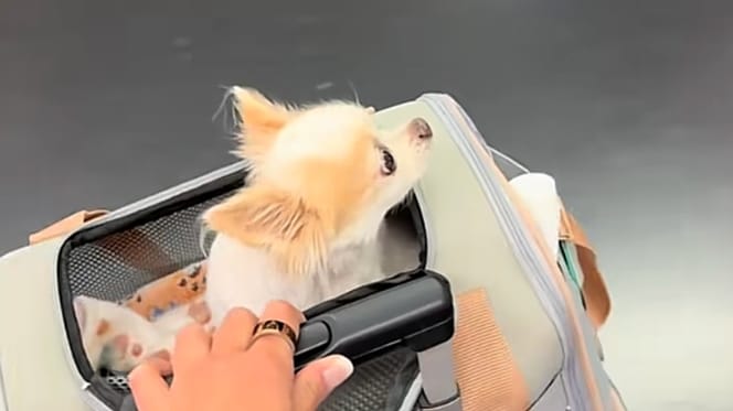 Ein Chihuahua unter einer Decke