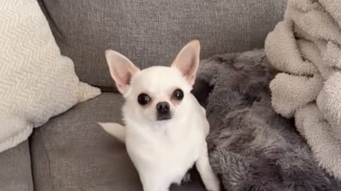 Un chihuahua su un divano