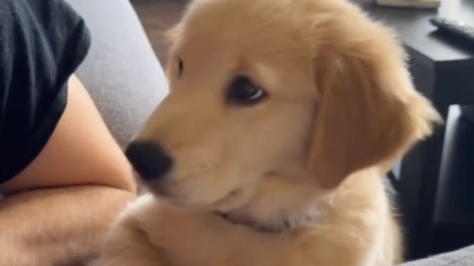 Un chiot