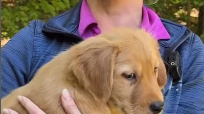 Un chiot