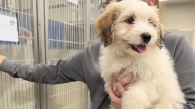 Un cachorro adoptado