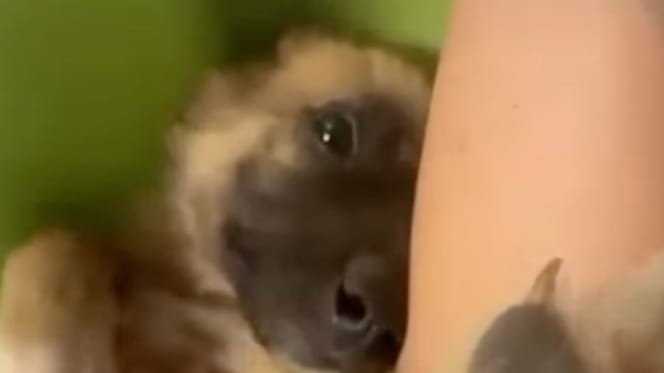 Un chiot abandonné