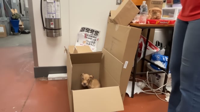 Een achtergelaten puppy in een doos in een KFC