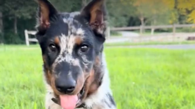A harlequin puppy