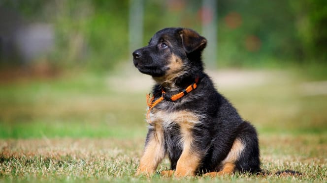 A German Shepherd puppy