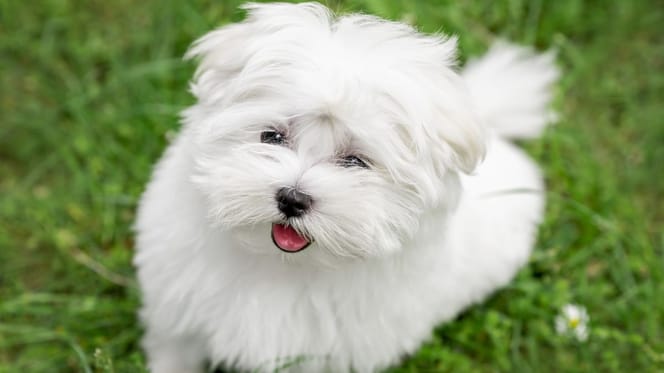 Un chiot Bichon Maltais