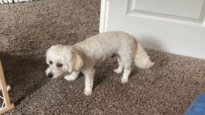 Een gedrogeerde witte puppy