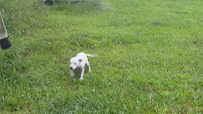 Un cucciolo in un giardino