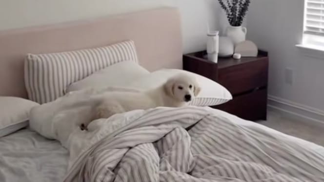Un chiot dans un lit