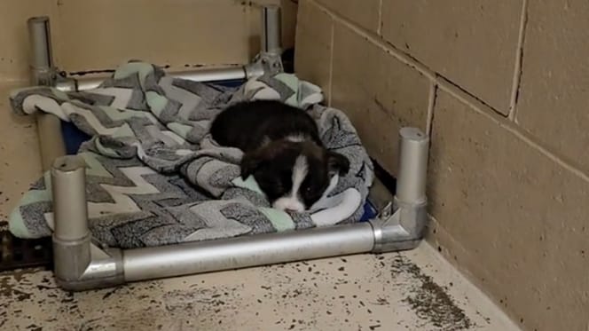 A puppy in a shelter
