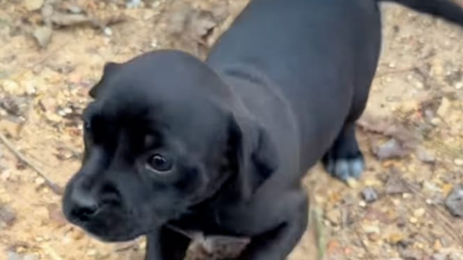 Un chiot noir dans la nature