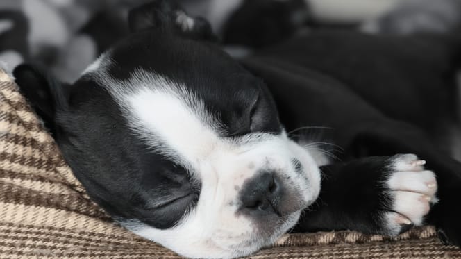 Hundebaby in der Nacht: So hilfst du deinem Welpen, durchzuschlafen