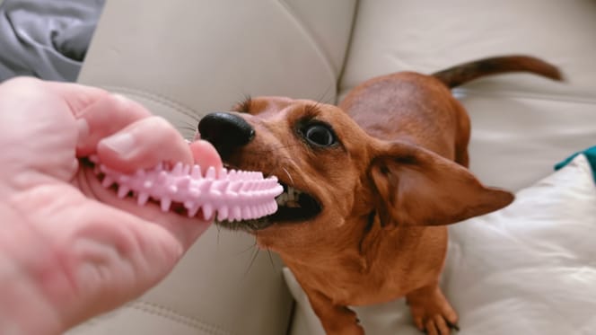 Dentizione del cucciolo: i trucchi per proteggere mobili e scarpe