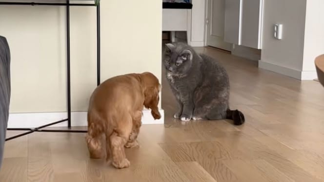 Un chiot rencontre le chat de la maison