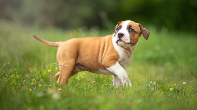 Een Staffordshire Bull Terriër puppy