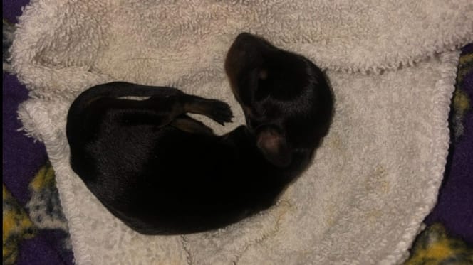Un cachorro teckel