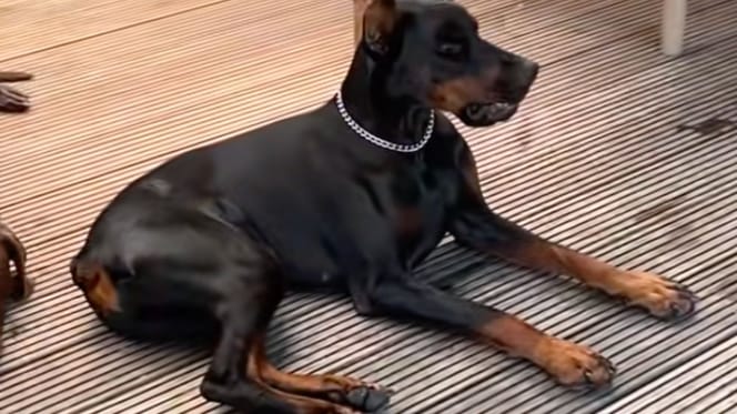 Un Doberman