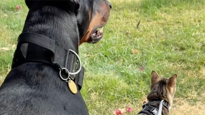 Een Doberman en een kat