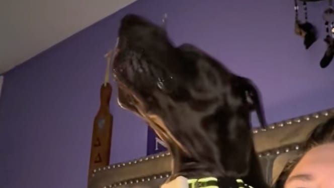 Un dogue allemand