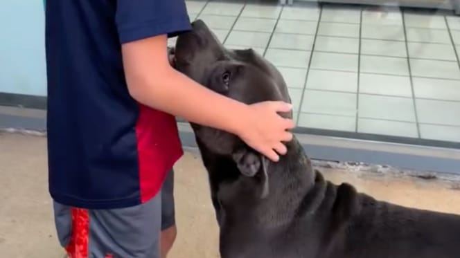 Un bambino e un cane