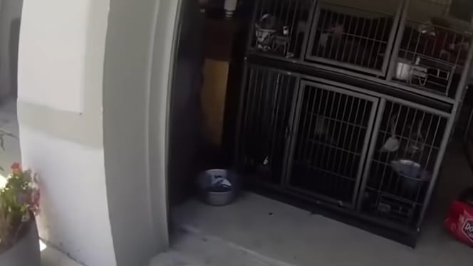 Un garage où sont entassés des chiens