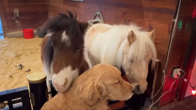 Een Golden Retriever en twee pony's