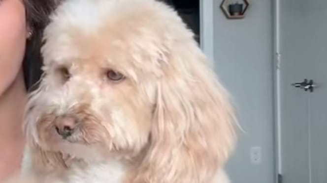 Un Goldendoodle