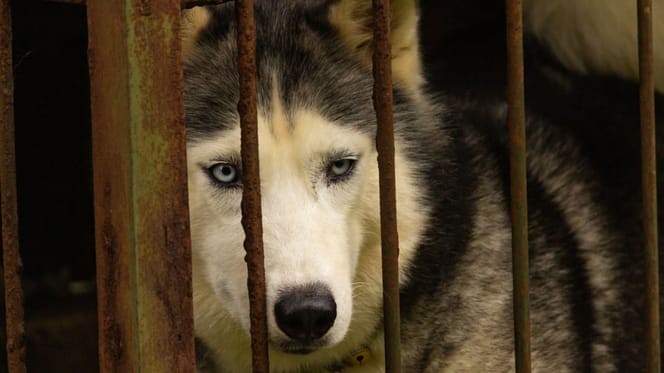 Un Husky au refuge