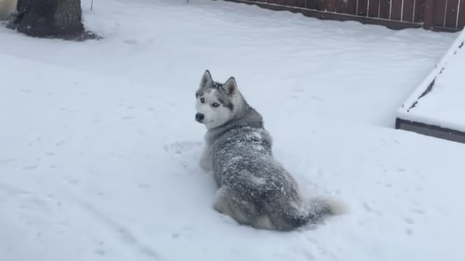 A Husky in the snow in his garden