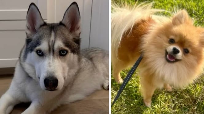 Un husky et un spitz