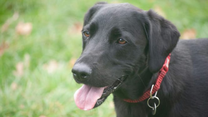 Een zwarte Labrador