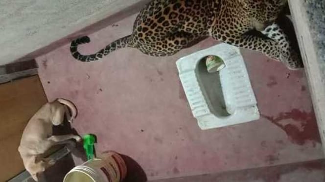 un léopard et un chien