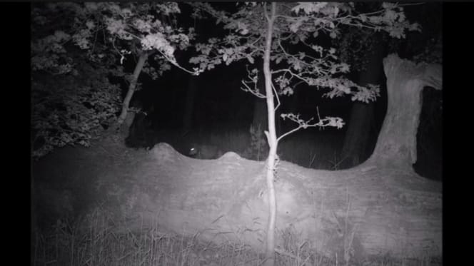 A wolf approaches stealthily