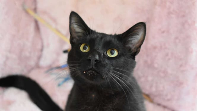 Un magnifique chat noir