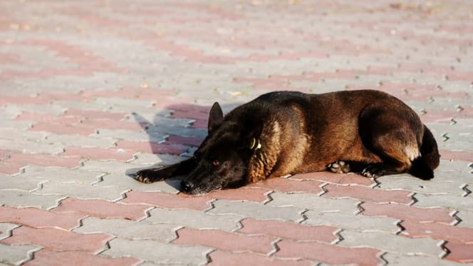 Un Malinois couché