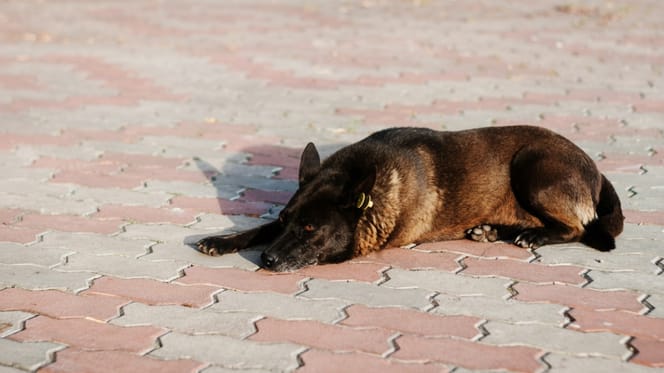 Pies rasy malinois porzucony na ulicy