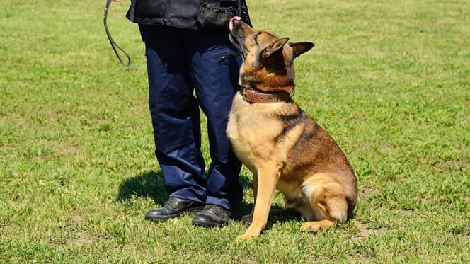 Un Malinois e un poliziotto