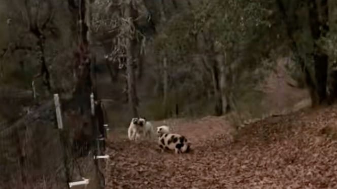 Un mouton et des chiens